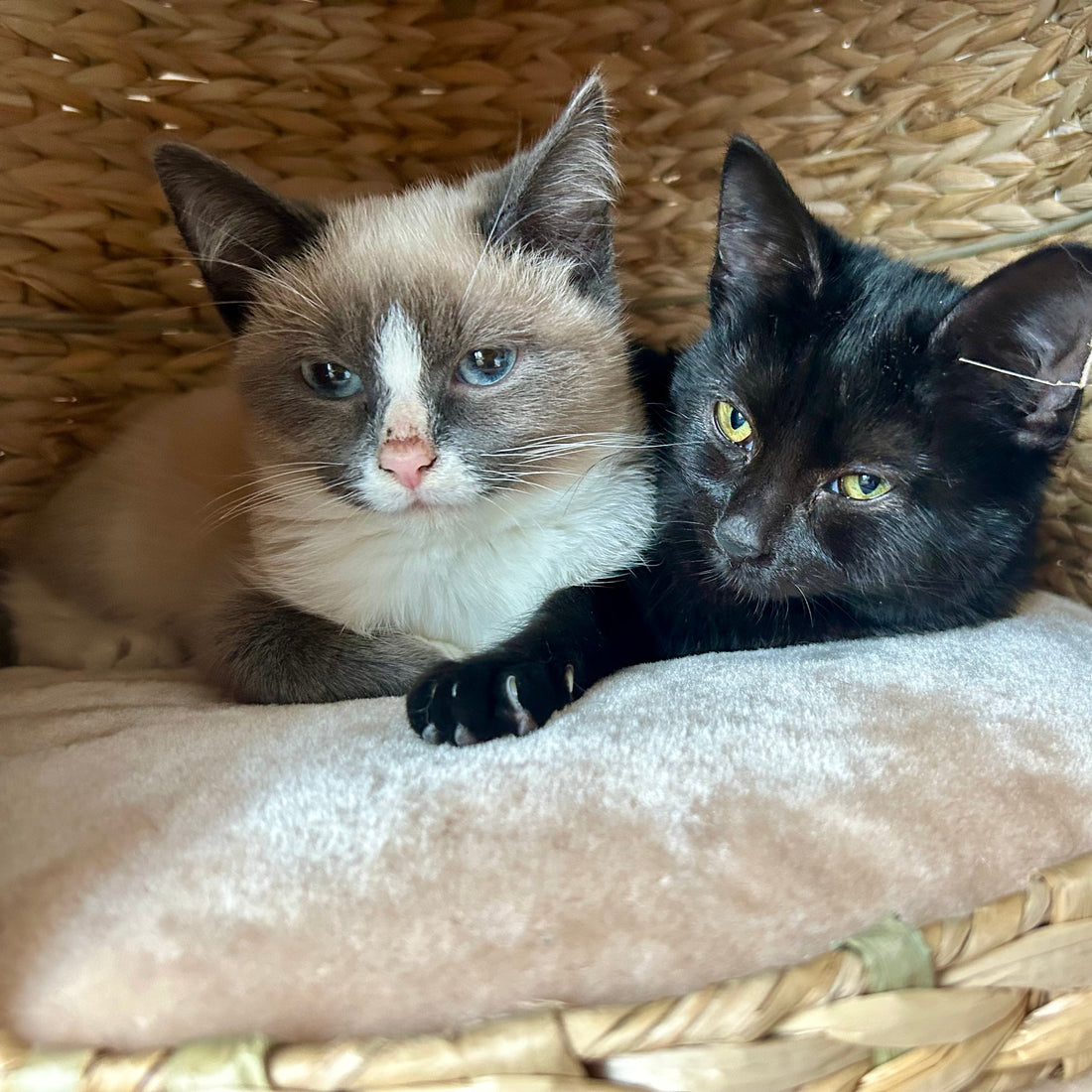 Bringing Home a Cat - Creating a Safe & Enriching Home