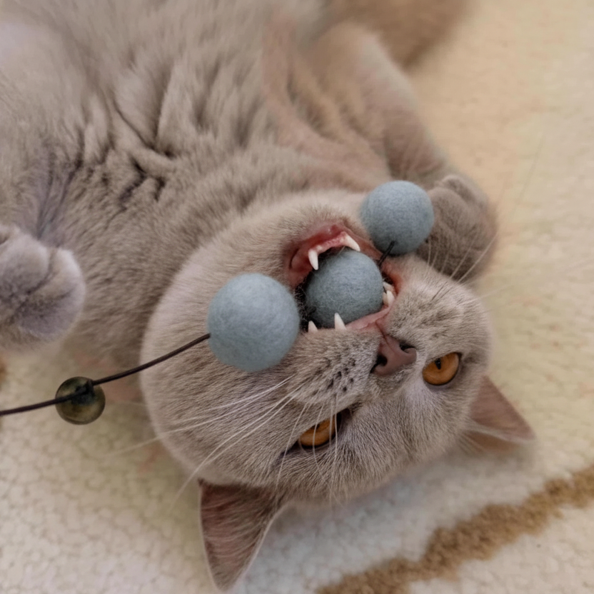 Contents of the neutral cat toy gift set