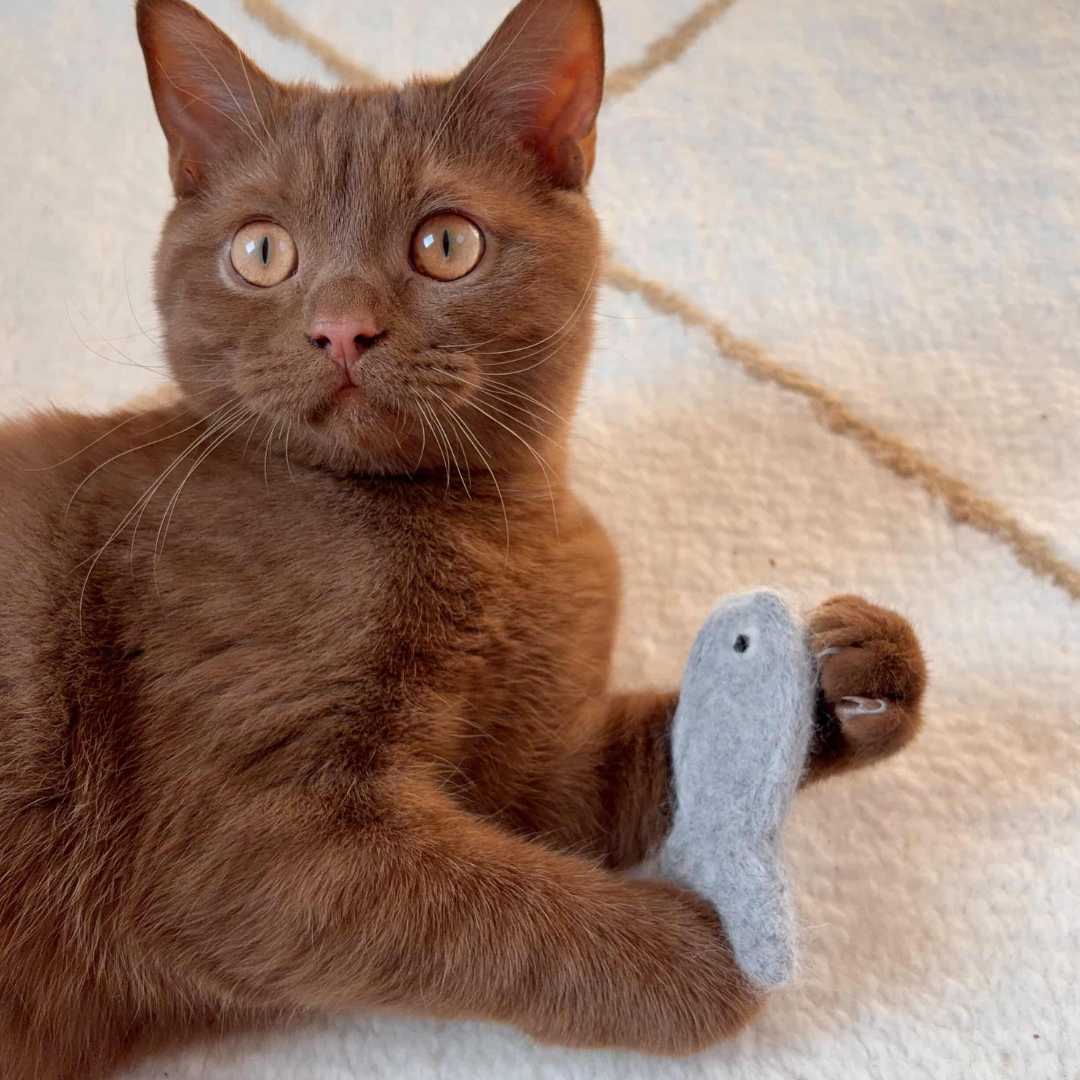 Luxury Natural Cat Toy Gift Set – 6 Piece Handmade Enrichment Bundle