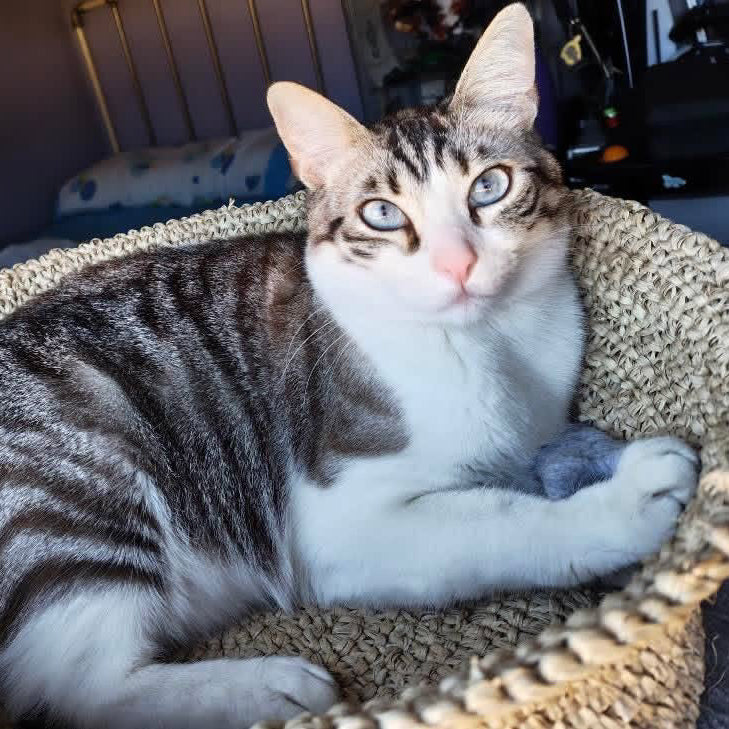 Handmade Raffia Cat Basket Bed with Merino Wool Cushion