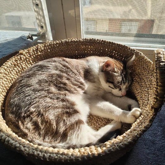 Handmade Raffia Cat Basket Bed with Merino Wool Cushion