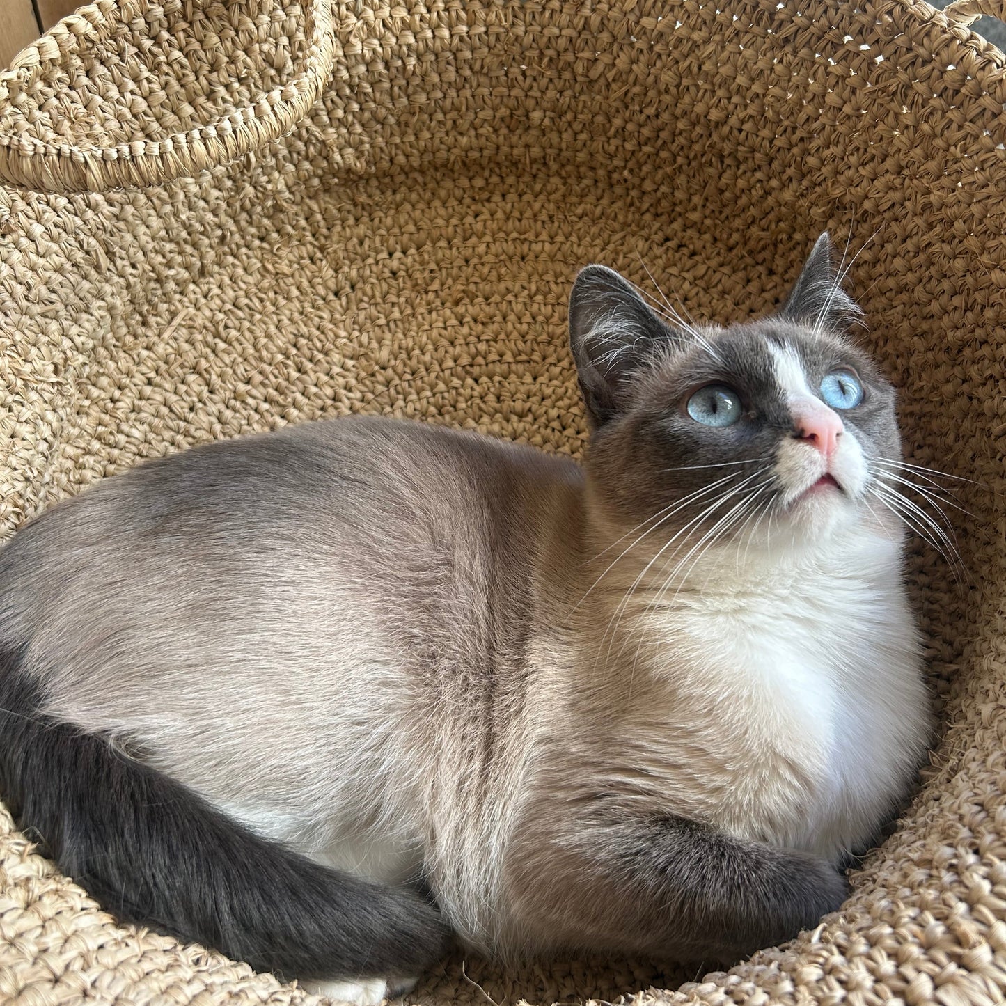 Handmade Raffia Cat Basket Bed with Merino Wool Cushion