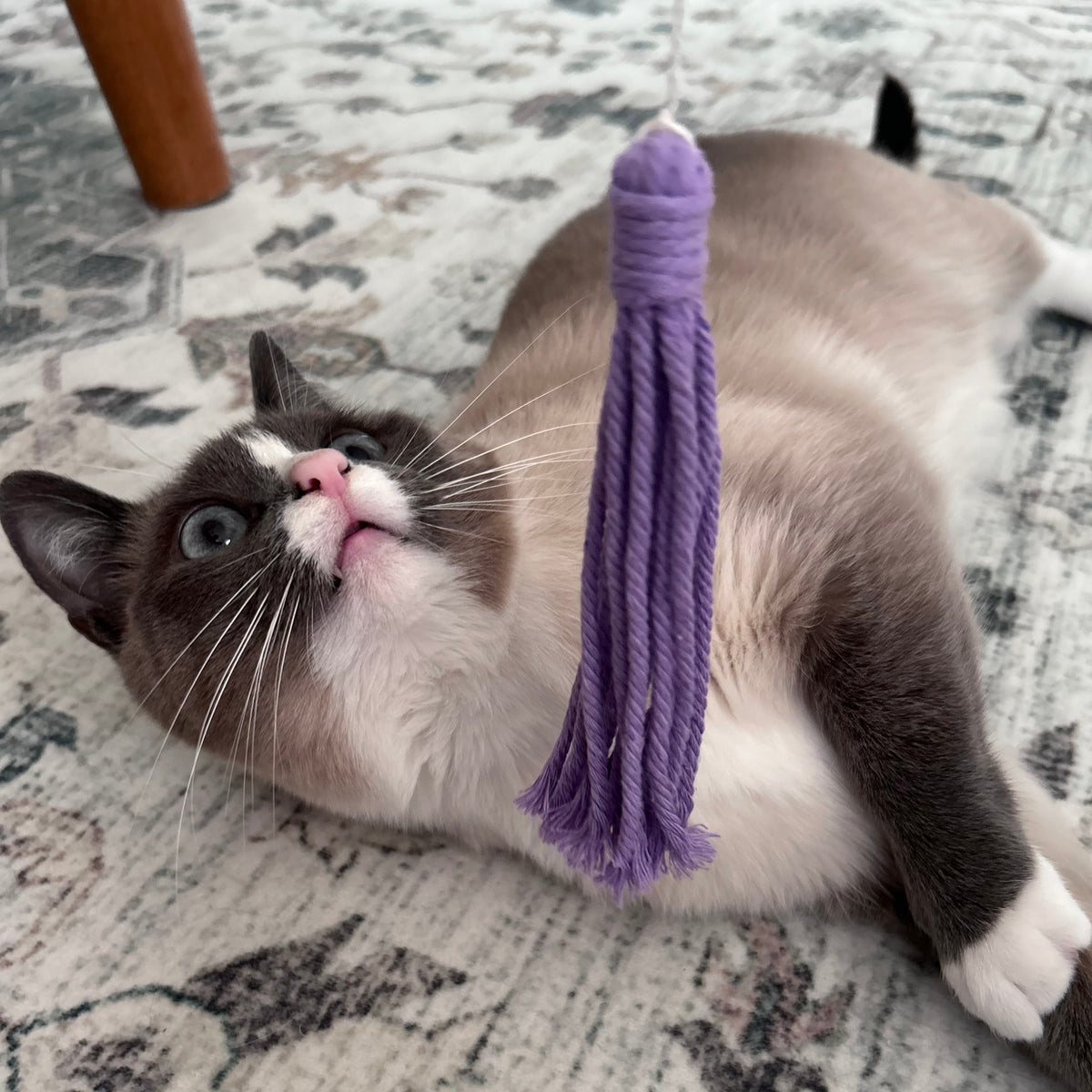 Cat playing with purple tassel teaser attachment