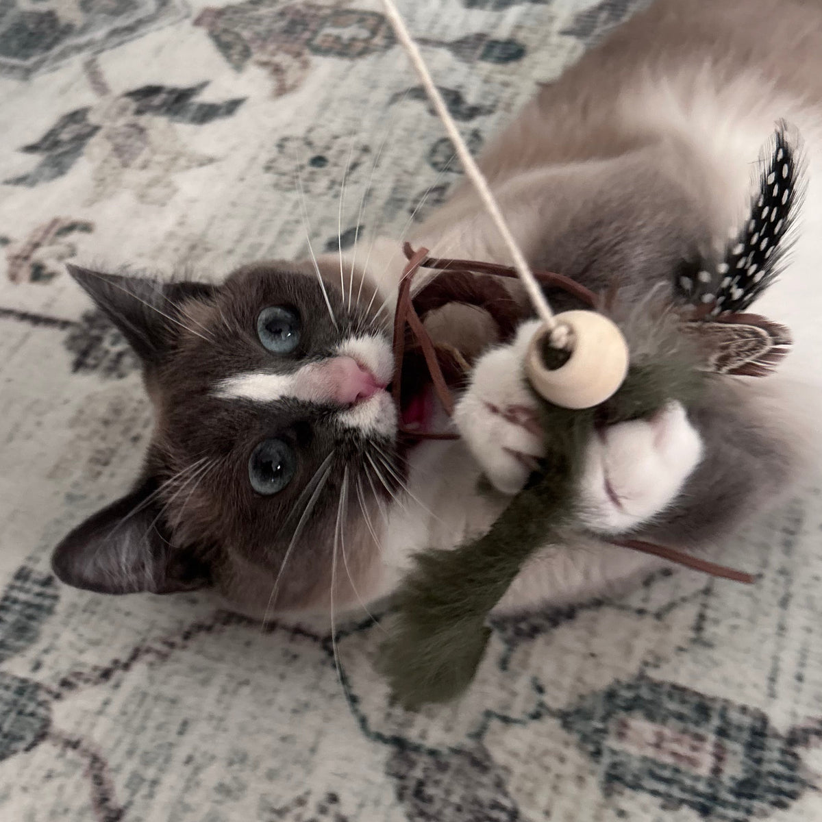 Cat playing with feather attachment