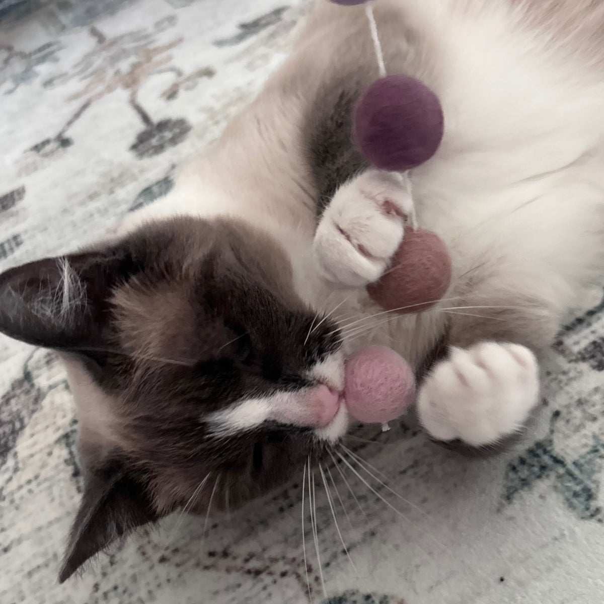 Cat playing with wool ball teaser stick attachment