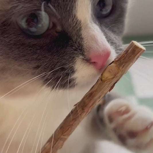 Matatabi Sticks for Cats (6-Pack) – Natural Silvervine Chew Treats with Reusable Storage Tube